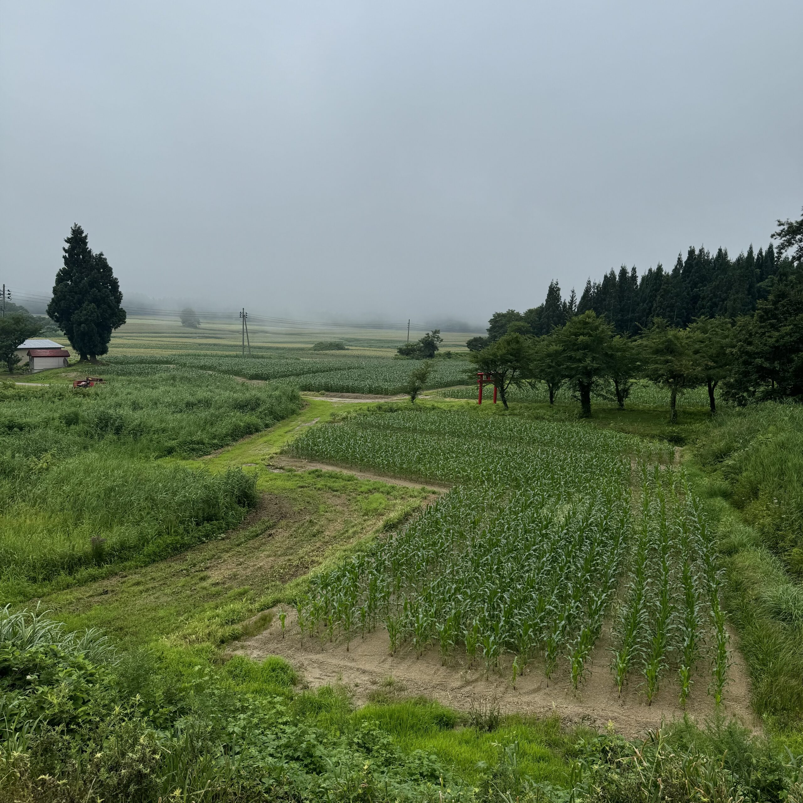 嶽きみ』仕入れてきました！！ | もつやき優貴